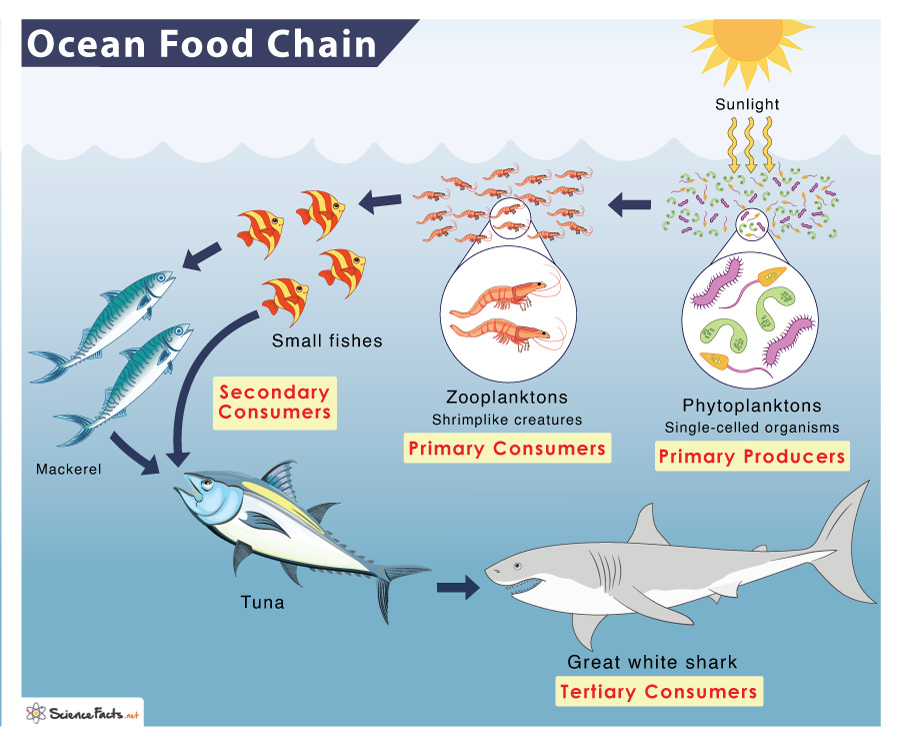 Ocean (Marine) Food Chain Examples and Diagram