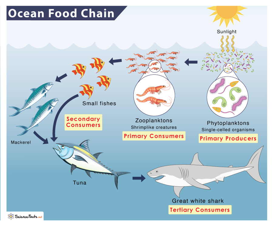 Ocean Marine Food Chain Examples And Diagram