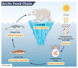 Arctic Food Chain - Examples and Diagram