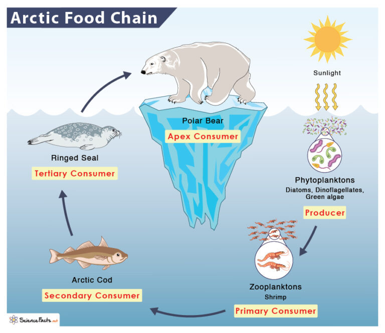 Arctic Food Chain Examples and Diagram