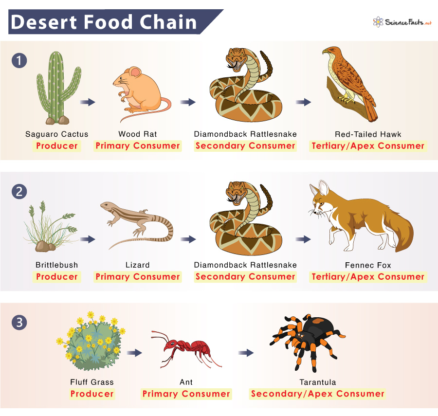 simple desert food web