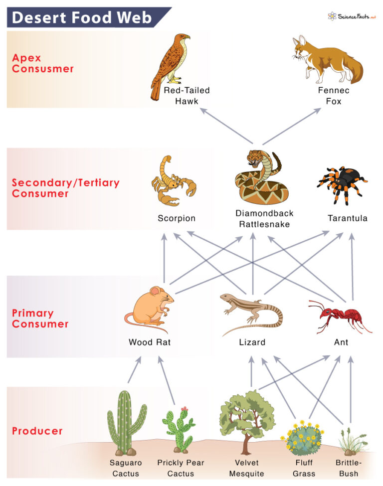 Desert Food Chain Example And Diagram