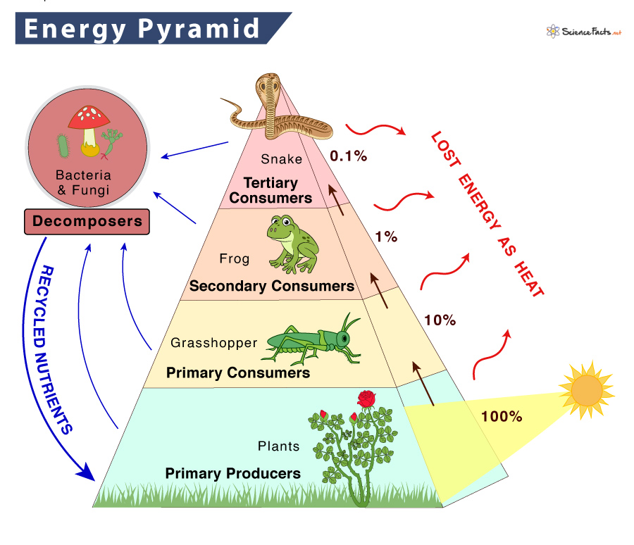 Energy Pyramid Definition, Trophic Levels, and Example