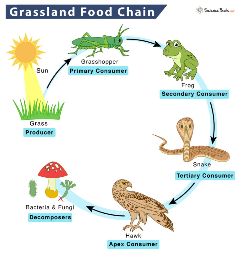 Grassland Food Chain Diagram