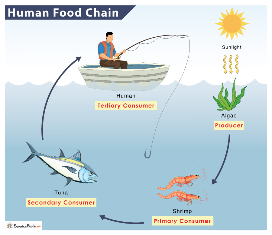 Food Chain Examples With Humans