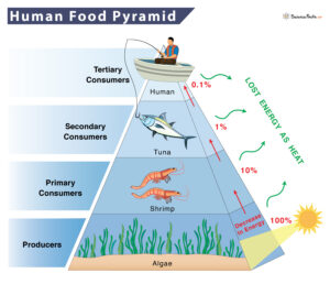 Food Chain of a Human - Examples and Diagram