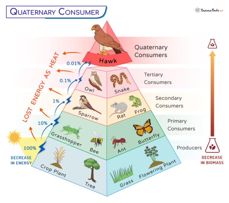 quaternary-consumer-definition-examples-and-diagram