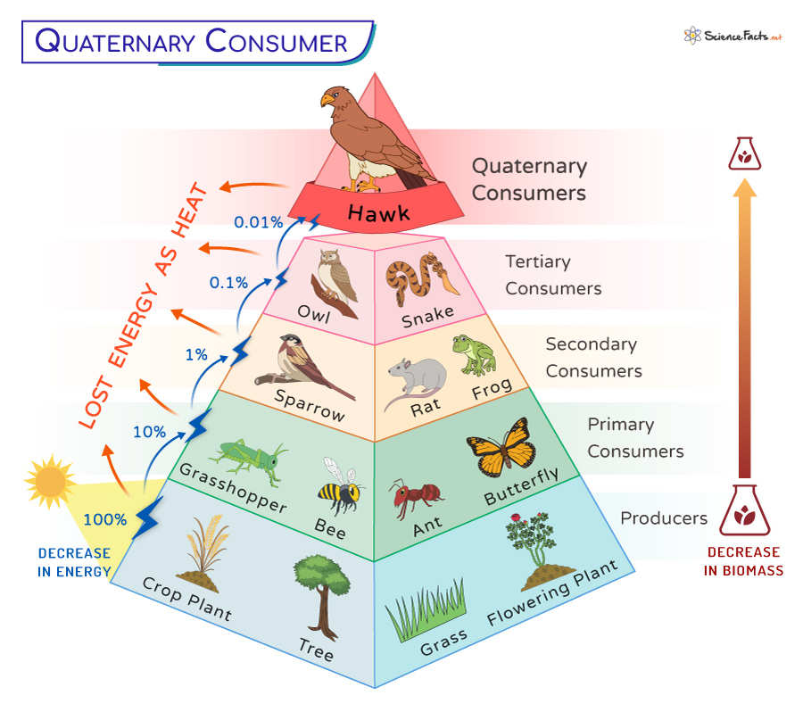 Quaternary Consumer - Definition, Examples, and Diagram