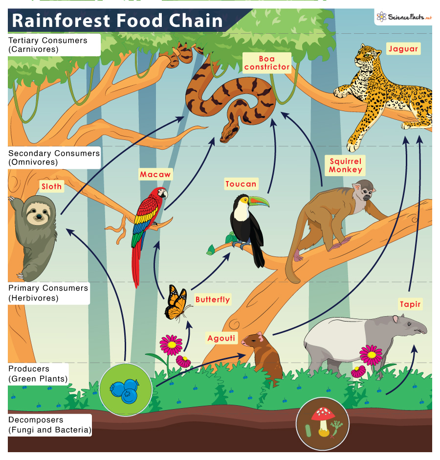 rainforest animals list with names