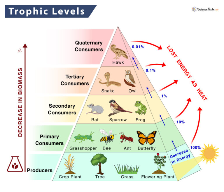 Trophic Level Definition, Examples, and Diagram