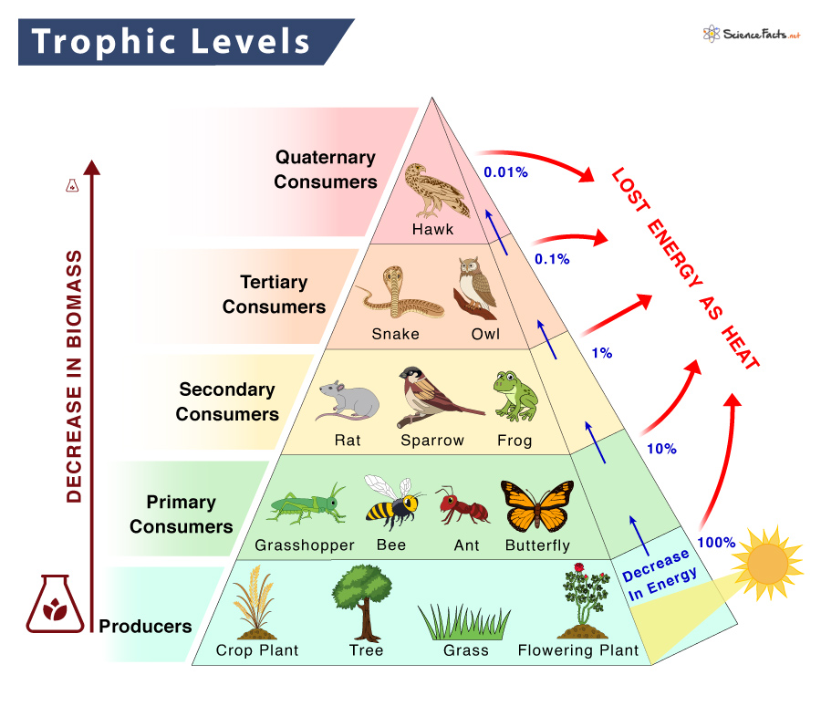 Trophic Level - Definition, Examples, and Diagram