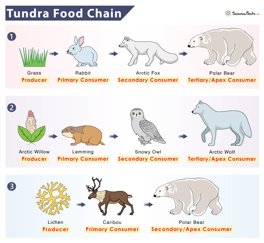 Tundra Food Web