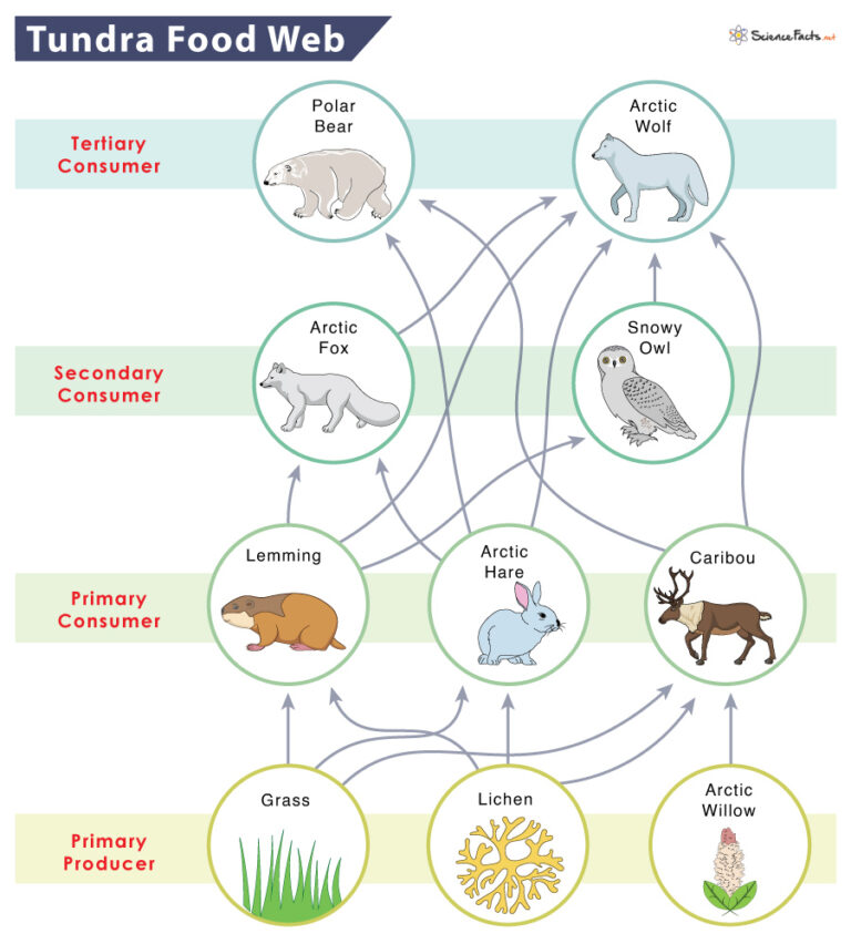 sea animal food web Food chain