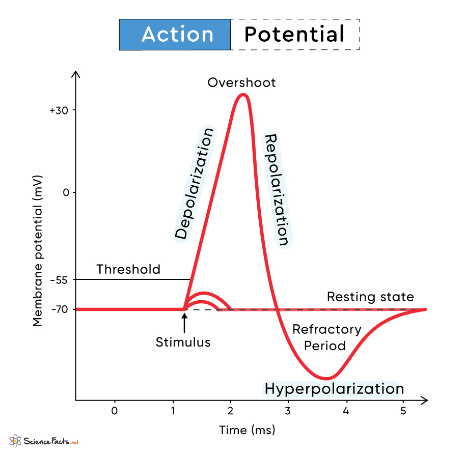 action potential diagram muscle