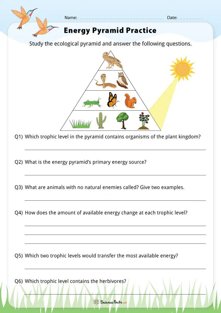 Energy Pyramid Worksheets Free Printables