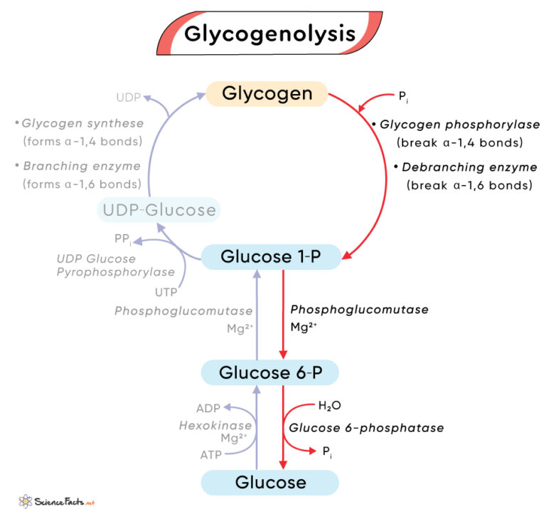 Glycogenolysis – Definition, Pathway, And Diagram