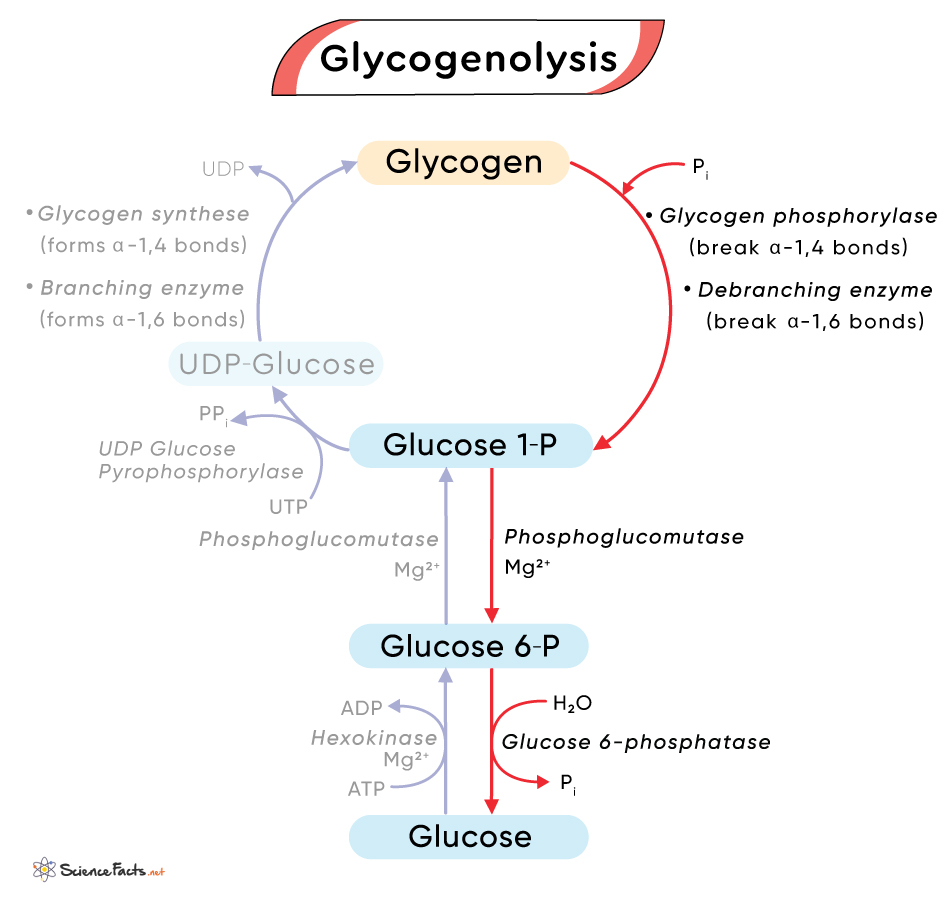 Glycogenolysis Definition Pathway And Diagram