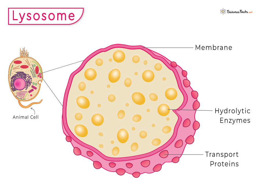 lysosomes diagram