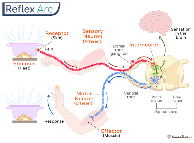 reflex-arc-definition-steps-components-and-diagram