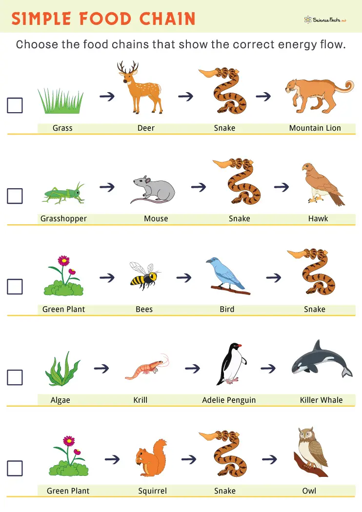 food chain examples for 4th graders