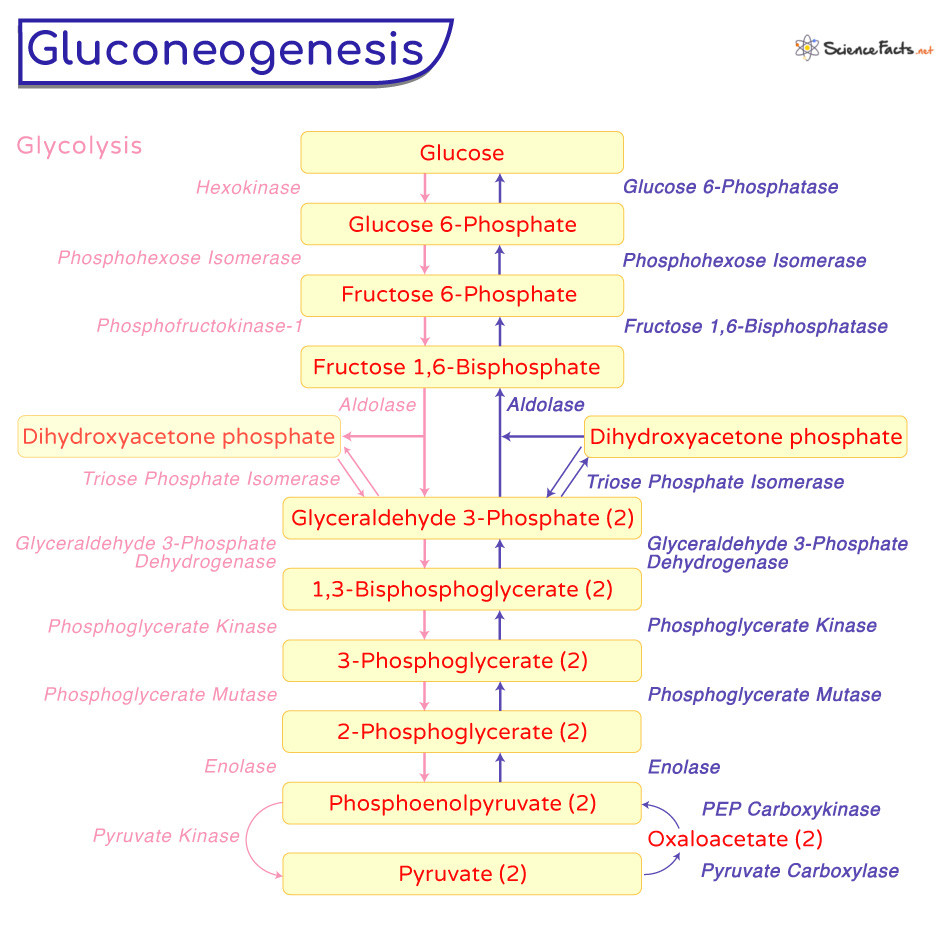 Difference Between Glycogenolysis And Gluconeogenesis 60 OFF