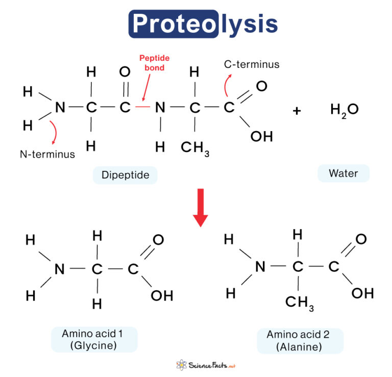 Proteolysis – Definition, Process, Examples, And Diagram