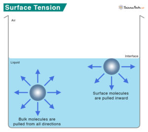 Surface Tension: Definition, Examples, and Unit