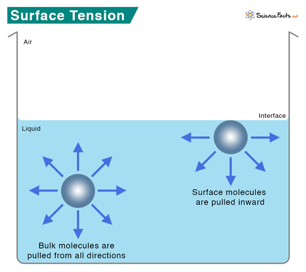 Surface Tension Definition Examples And Unit - vrogue.co