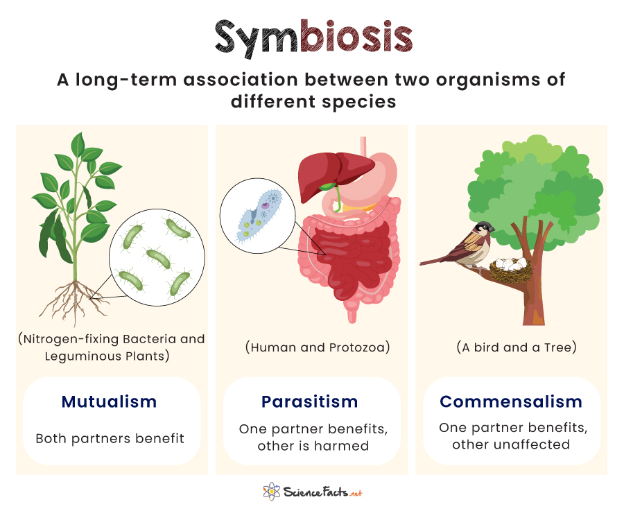 Symbiosis Definition, Types, Examples, and Diagram