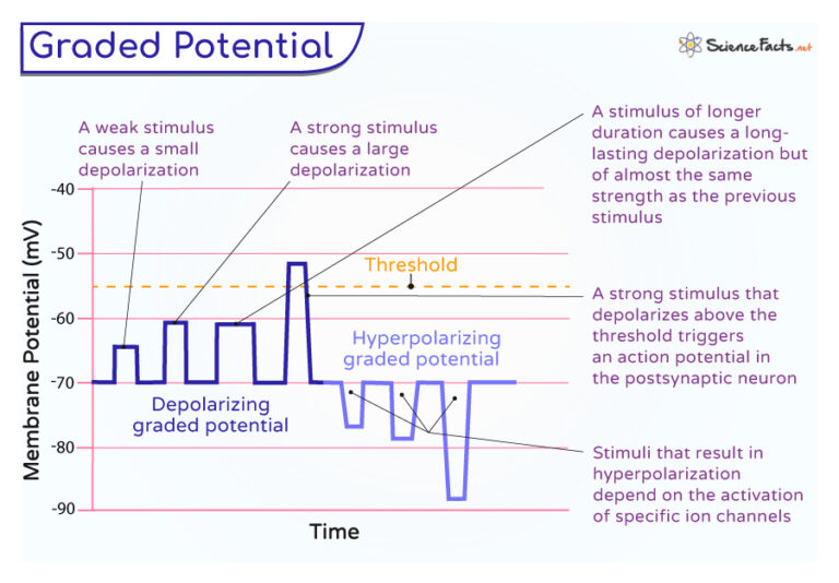 Graded Potential Definition Types And Diagram