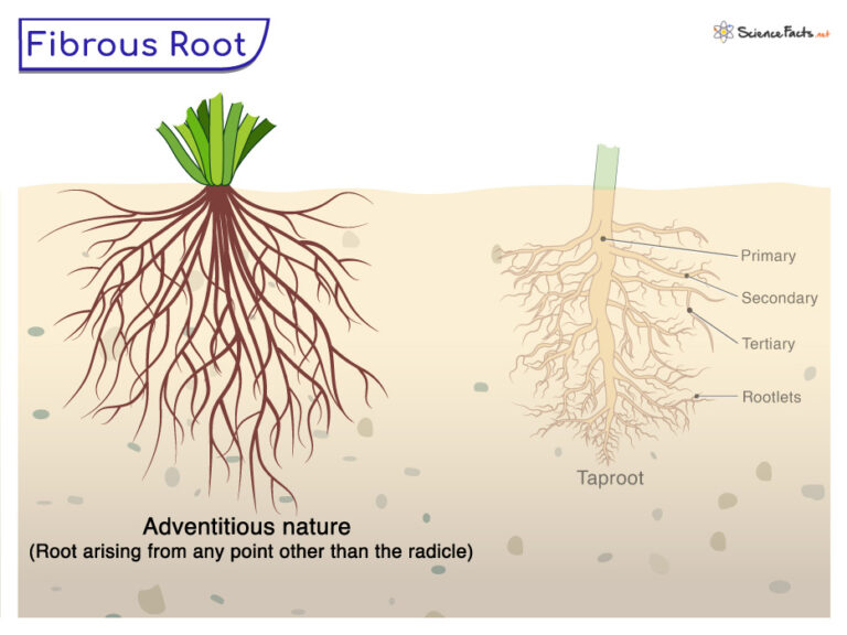 fibrous-root-definition-examples-functions-and-diagram