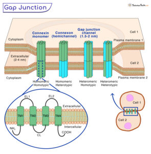 Gap Junctions - Definition, Structure, Functions, and Diagram