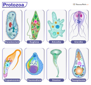 Protozoa - Definition, Examples, Characteristics, And Classification