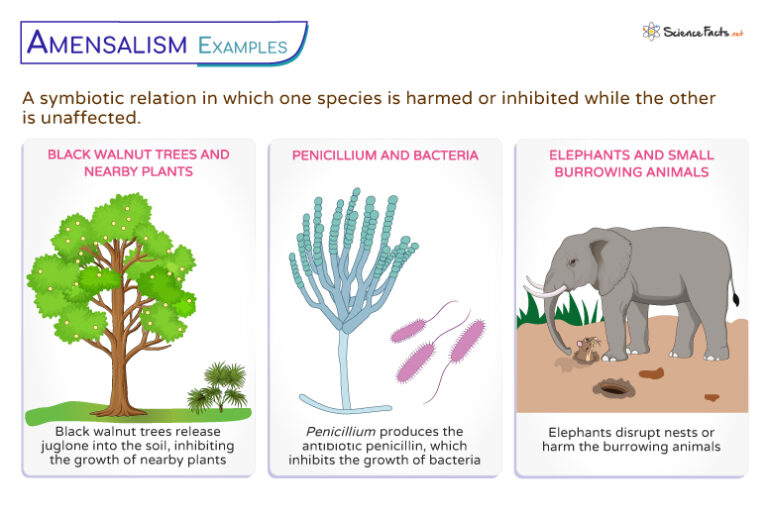 Amensalism - Definition, Types, Examples, and Diagram