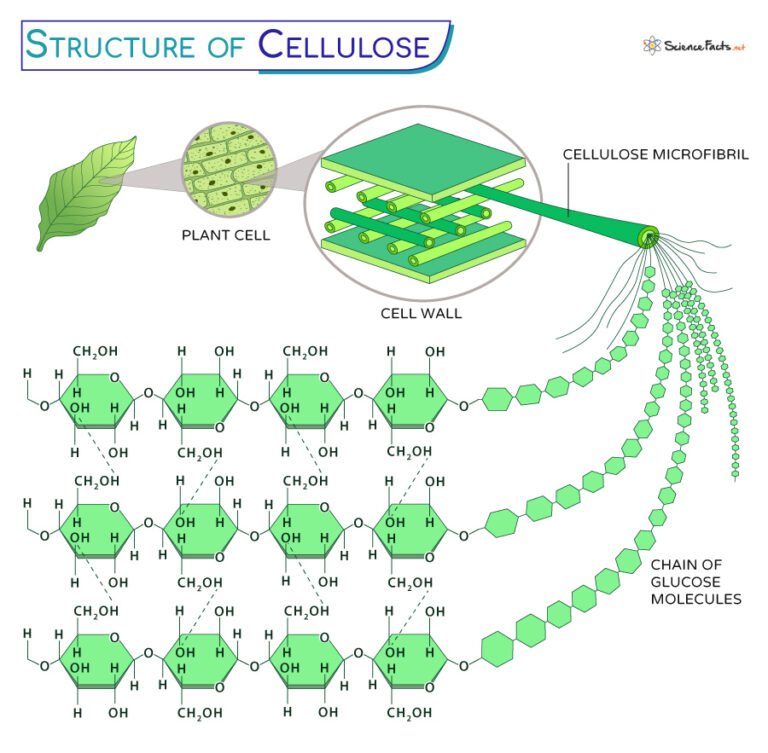 Cellulose Definition Formula Structure Functions And Diagram