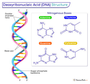 DNA – Definition, Discovery, Structure, Functions, & Labeled Diagram
