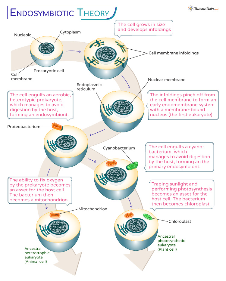 Endosymbiotic Theory Definition Evidence Importance And Diagram