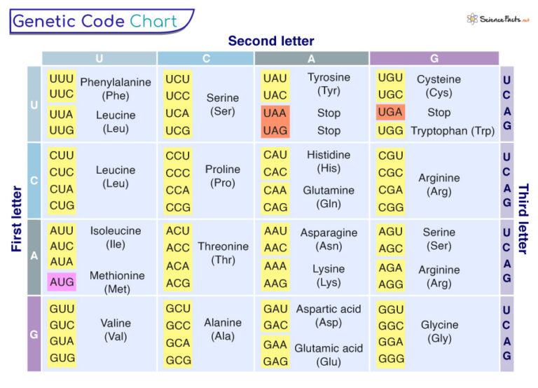 Genetic Code - Definition, Characteristics, and Table