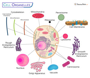 Cell Organelles Definition Examples Functions Diagram