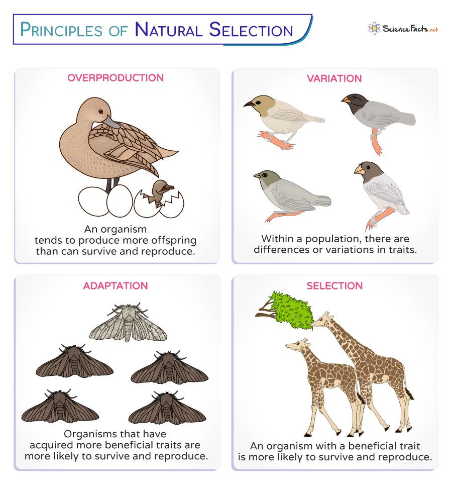 Natural Selection Definition Principles Process Types Examples