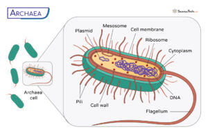 Archaea - Definition, Examples, Characteristics, and Diagram