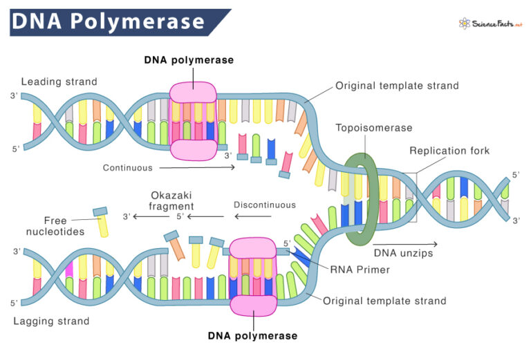 DNA Polymerase – Definition, Types, Structure, And Functions