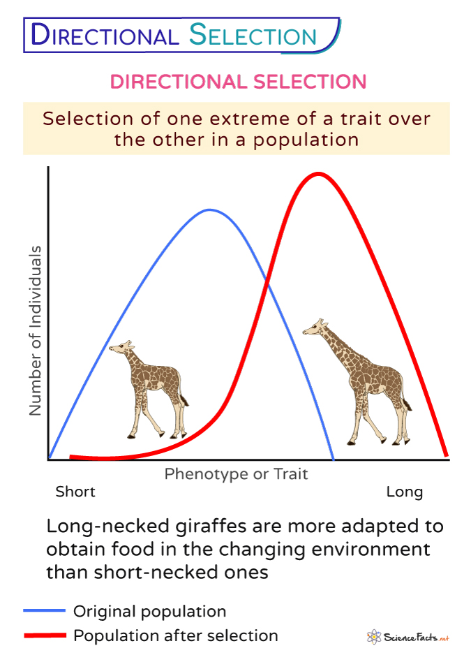 Directional Selection Definition Examples And Graph