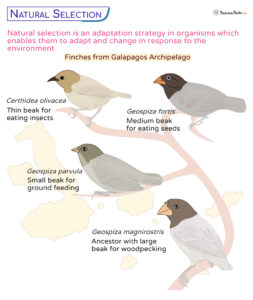 Natural Selection - Definition, Principles, Process, Types, & Examples