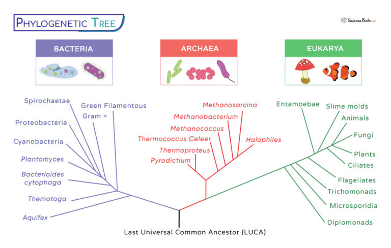 Archaea Definition Examples Characteristics And Diagram