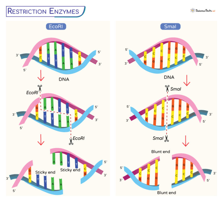 Restriction Enzymes – Definition, Types, Structure, And Functions