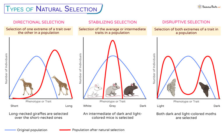 Natural Selection - Definition, Principles, Process, Types, & Examples