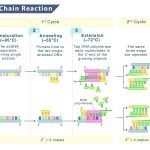 Polymerase Chain Reaction (PCR)