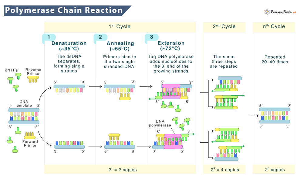 Polymerase Chain Reaction (PCR)